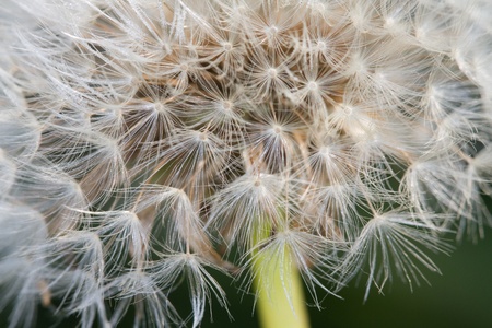 Dandelion extreme closeup