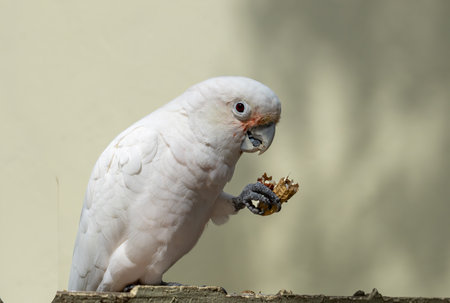 White Cockatoo eating peanutの写真素材