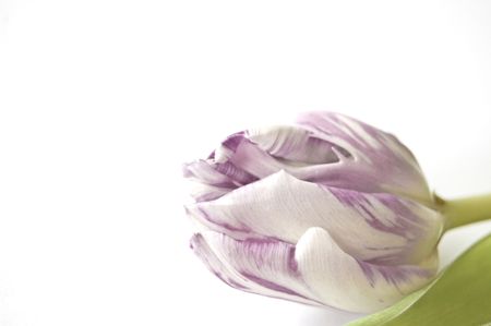 Spring flowers: tulip isolatedの写真素材