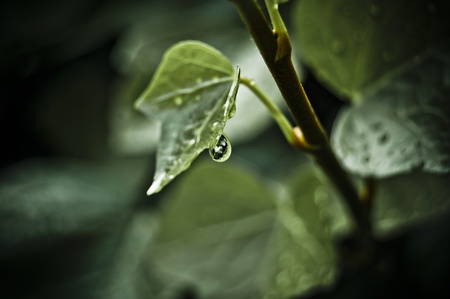 Green leaf with drops of waterの写真素材