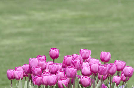 Tulips and flowers in gardenの写真素材