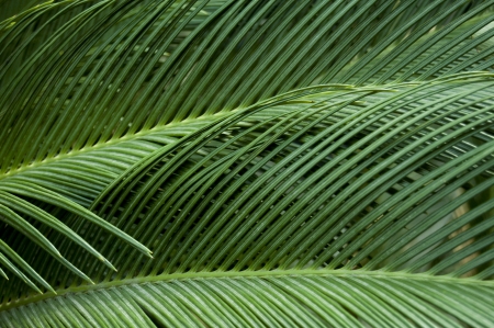 Leaves of palm tree