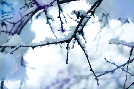 Pine branch