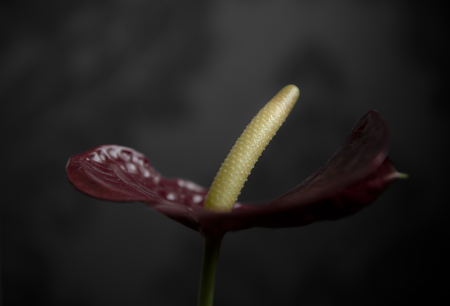 Anthurium Flowerの写真素材