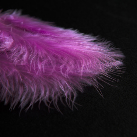 feathers isolated in black backgroundの写真素材