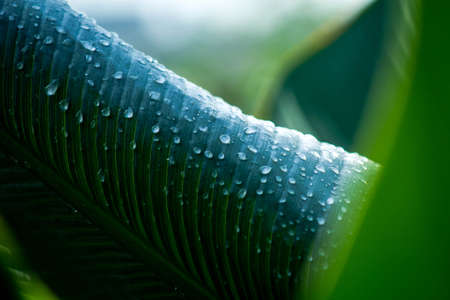 Drops of water from rain on green leaves