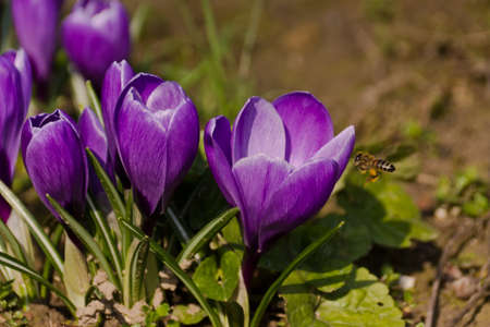 blue crocus and bee in early spring in my garden