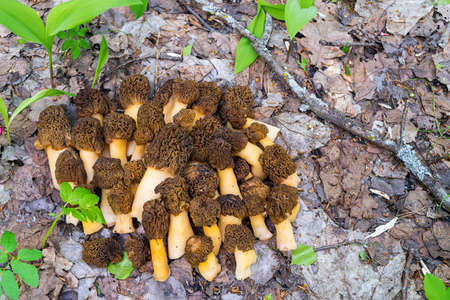A bunch of Morel collected by mushroomers and lying on the ground