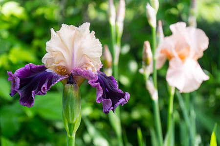 Blooming beautiful creamy-purple iris flower in the garden. Love to Flirt varietyの写真素材