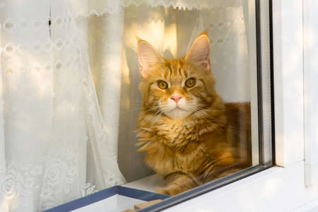 Young red cat of Maine Coon breed tore the curtain and lying on the window of a country houseの写真素材