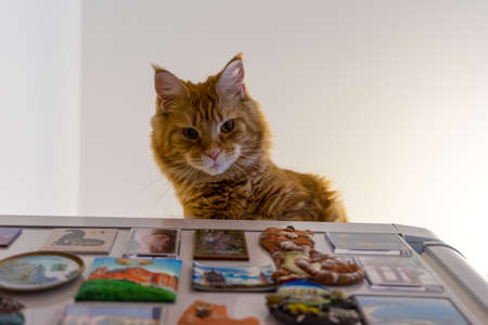 Young red cat of Maine Coon breed sitting on the fridge