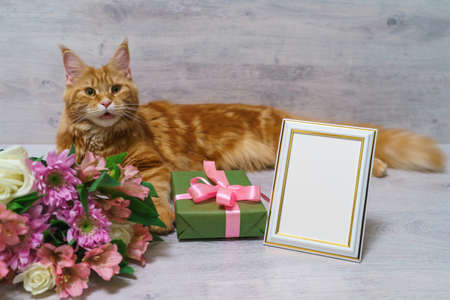Young red cat of Maine Coon breed lying on wooden table with colorful bouquet of roses, chrysanthemum and alstroemeria flowers with gift box and empty photoframeの写真素材