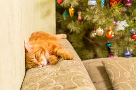 Young red cat of Maine Coon breed sleeping on top of sofa near new year treeの写真素材