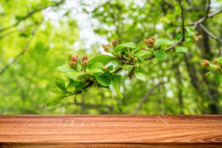 Empty wooden table with spring background of blossoming wild apple tree. Can be used for display or montage productsの写真素材