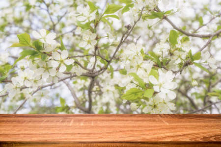 Empty wooden table with spring background of blossoming cherry tree. Can be used for display or montage productsの写真素材