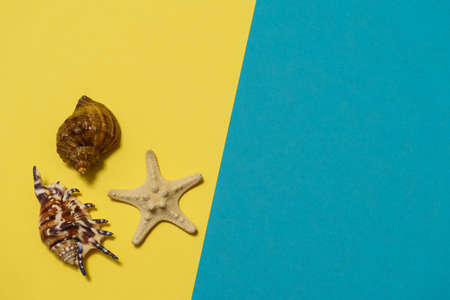 Summer background of yellow and blue paper with seashells and starfish, symbolizing the sea coastの写真素材