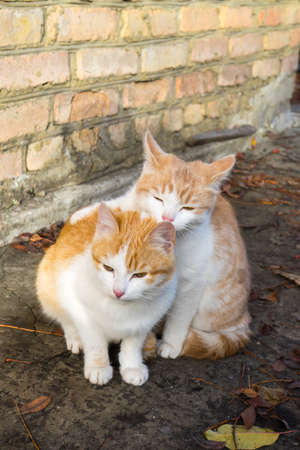 Two little homeless white-red kitten licking each other