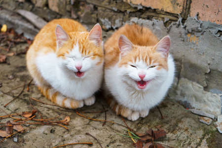 Two little homeless red and white kittens meowing and begging in the house