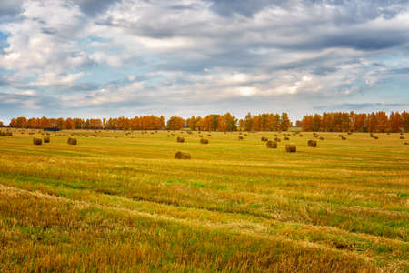 Picturesque autumn landscape with beveled field and straw bales. Beautiful agriculture backgroundの写真素材