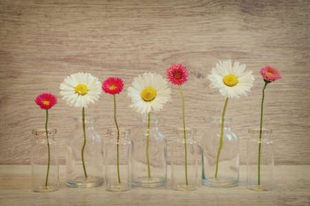 Summer creative still life in minimal style. White and pink Marguerite daisy flowers in small glass bottles on light grey backgroundの写真素材