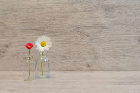 Summer creative still life in minimal style. White and pink Marguerite daisy flowers in small glass...