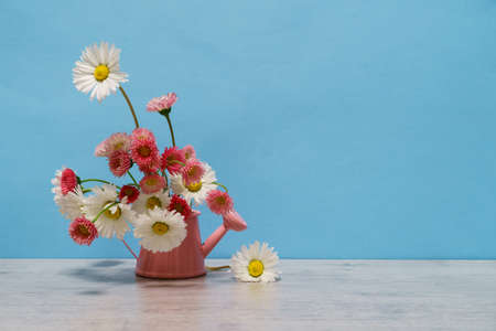 Summer creative still life in minimal style. White and pink Marguerite daisy flowers in little pink...