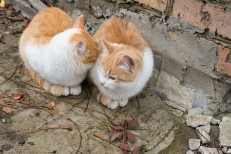 Two cute homeless white and red kitten sitting on ground against brick wall in cold autumn day. Abandoned animals protection or volunteerism conceptの写真素材