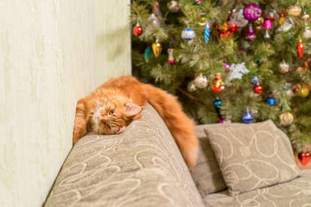 Young red cat of Maine Coon breed sleeping on top of sofa near decorated Christmas tree. Greeting card for new year cozy home holidayの写真素材