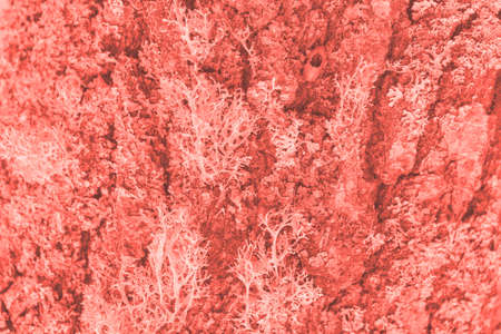 Color of the year 2019: Living Coral. Modern natural background or mock up with space for text....