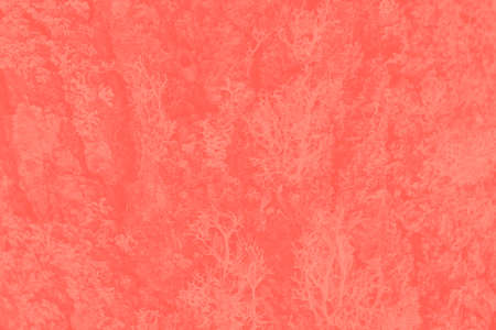 Color of the year 2019: Living Coral. Modern natural background or mock up with space for text....