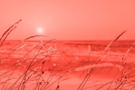 Winter landscape with dry frozen grass on the background of snow covered plain, sky and sun at sunset. Beautiful natural scenery in living coral color of the year 2019の写真素材