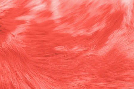 Modern wooly background or mock up with space for text. Texture of animal's fur in color of the year 2019 Living Coralの写真素材