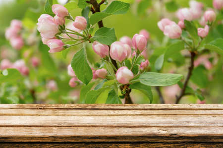 Empty wooden table with spring background of blossoming wild apple tree. Mock up for display or montage productsの写真素材