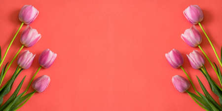 Pink tulips on living coral paper background. Beautiful spring floral mock up for greeting card....