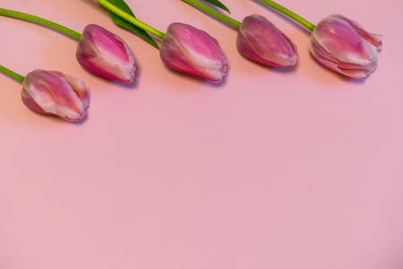 Pink fresh tulips on pastel paper background. Beautiful spring floral mock up. Greeting card for...