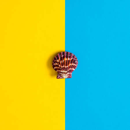 Summer composition in minimal style. Colorful seashell on blue and yellow paper background. Flat...