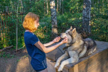 Beautiful young lady with her adorable cute dog of siberian hasky breed in summer forest at sunset. Happy teenage girl and pet. Authentic lifestyle moments.の写真素材