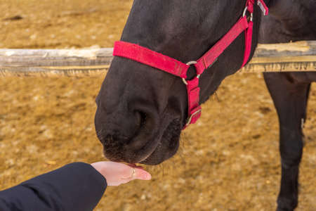 Person feeding horse against winter rural landscape. Woman's hand and equine head close up. Human and animal friendship and communication.の写真素材