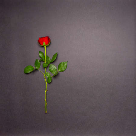 Single fresh red rose flower on black background. Love, romance or Valentine's day concept. Greeting...