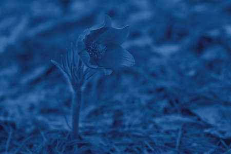 Color of the year 2020 classic blue. Blossoming dream-grass or pulsatilla flower in spring forest. Beautiful natural background with copy space. Fashionable color trend conceptの写真素材