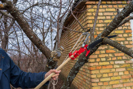 Garden saw in man's hands for cutting branches of cherry bush overgrown with lichen. Pruning of fruit trees with lopper. Spring or autumn work in garden. Gardening concept.の写真素材