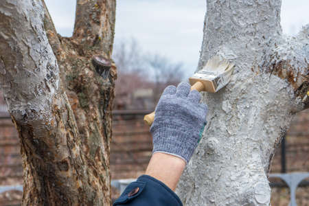 Whitewashing of fruit trees in spring garden. Human hands in gloves holding brush and whitewash...