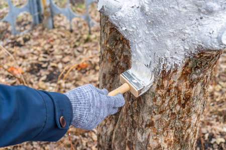 Whitewashing of fruit trees in spring garden. Human hands in gloves holding brush and whitewash...
