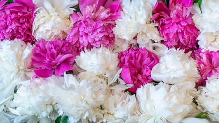 Beautiful natural background made of fresh pink and white peonies flowers. Spring or summer backdrop, springtime, gardening concept. Flat lay, top view, copy space.の写真素材