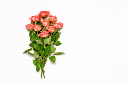 Bouquet of fresh pink roses on white background. Beautiful floral greeting card for Valentine's,...