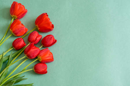 Colorful red tulips on green paper background. Beautiful spring floral mock up for greeting card....