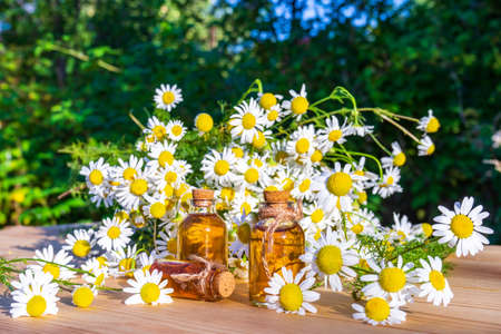 Chamomile essential oil in small glass bottles with camomile daisy flowers on wooden table in garden. Aromatherapy, phytotherapy, alternative medicine, spa and massage concept.の写真素材