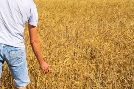 Tourist or farmer man touching with hand rye spikes in golden ripe field in summer sunny day....
