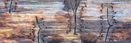 Texture of log covered with traces of bark beetle. Autumn panoramic wooden background with dots and...