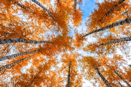 Picturesque autumn landscape with view of birch trees tops with yellow foliage against sky in sunny autumn day. Beautiful natural background, wonderful nature, seasons changing concept.の写真素材